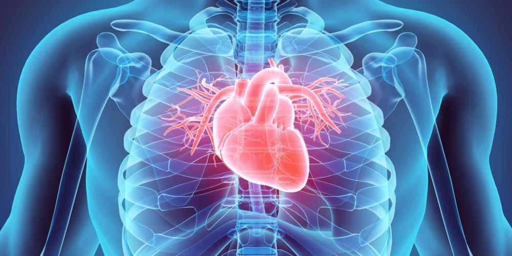 A human heart and ribs